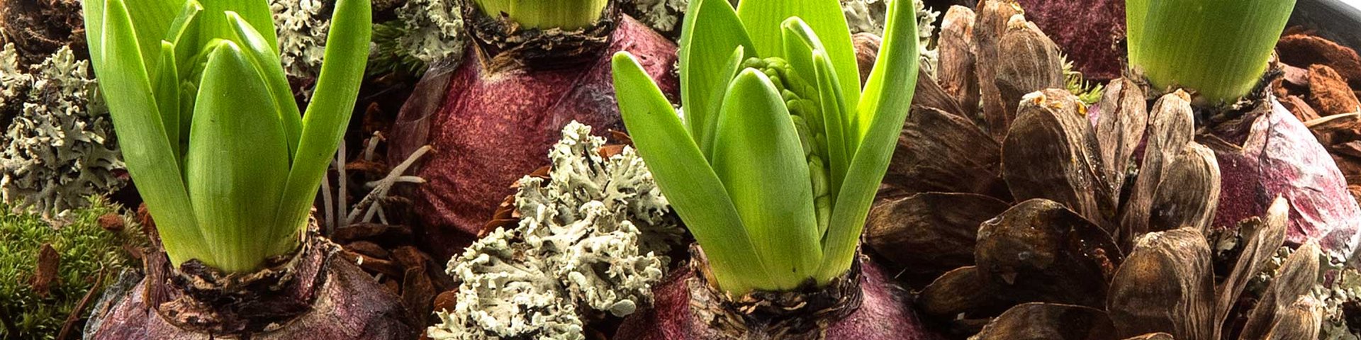 To afskårne løgplanter med grønne skud, omkranset af mos og kongler. Løgene har en mørkerød farve, og arrangementet understreger en naturlig, organisk atmosfære.